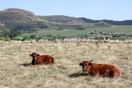 troupeau de vaches salers en Auvergne