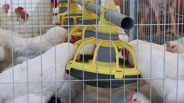Automatic Feeder and Water Dispenser Chickens in Cage at Poultry Farm