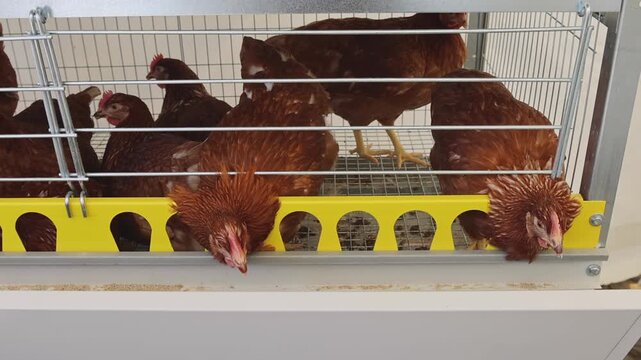 Brown Chickens in Wire Cage at Poultry Farm