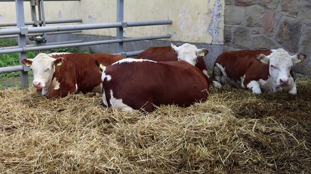 Large Brown Cows Laying Down Hot Summer Day at Dairy Farm