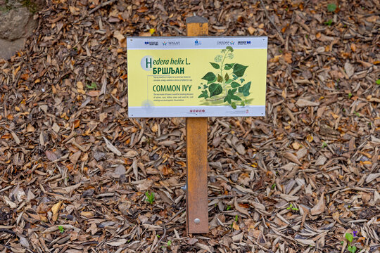 Dual Language Info Common Ivy Sign in Woods