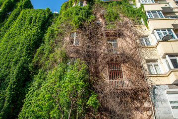 Obraz premium A building with plants in a run-down neighborhood.