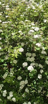 White flowers in the forest