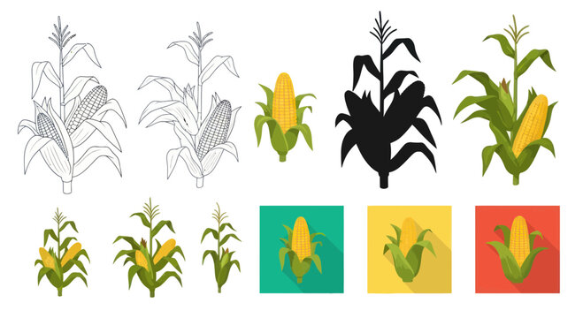 Corn Plant Varieties: Illustrations, Silhouette, and Flat Icons