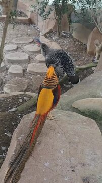 bird in the zoo