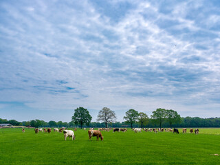 Cows in a meadow near Maashorst Noord-Brabant province, The Netherlands     Koeien in een wei bij Maashorst © HollandPhotostock.nl