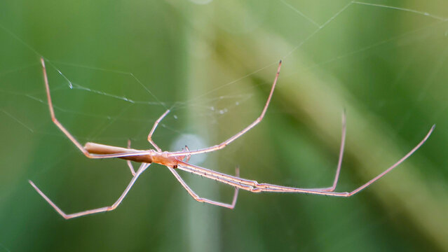 Stretch spider (Tetranagtha sp.) found in rice field in Sumatera