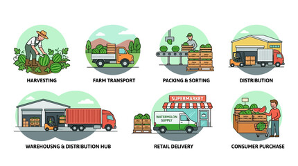 Naklejka premium Detailed infographic showing the sequential process of harvesting transporting packing and delivering fresh watermelons from local farms to retail stores