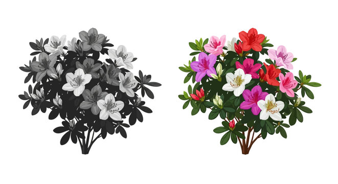 Azalea flower arrangements color and monochrome isolated on white