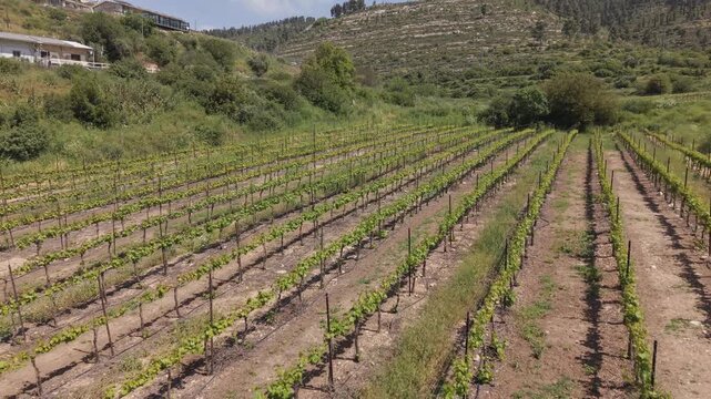 Vineyard rows on a hillside in Sataf, Israel, with terraced slopes, Mediterranean vegetation and a house visible above
