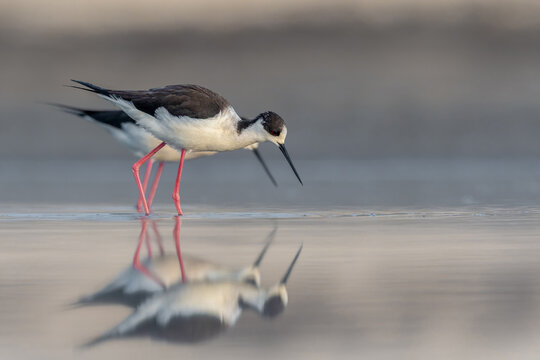 Black winged stilt walking in shallow water with reflection