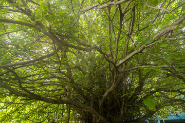 Fototapeta premium Majestic Tree Canopy: Behold the breathtaking panorama of a colossal tree, its sprawling branches adorned with vibrant green foliage, offering a mesmerizing glimpse into the heart of nature's beauty.