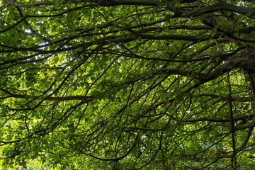 Fototapeta premium Nature's Canopy: An inspiring view of the sun filtering through the lush, verdant leaves and intricate branches of a towering tree, evoking a sense of tranquility.