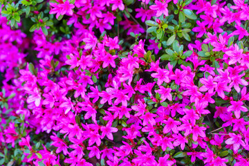 Obraz premium Vibrant pink azalea flowers in full bloom with fresh green leaves in a spring garden.