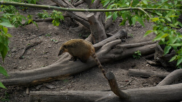 South American coati with a long ringed tail walking on a fallen log in a zoo enclosure