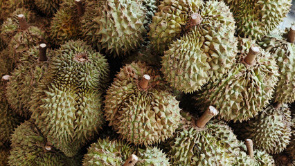 Fototapeta premium Pile of fresh durians in the durian market.