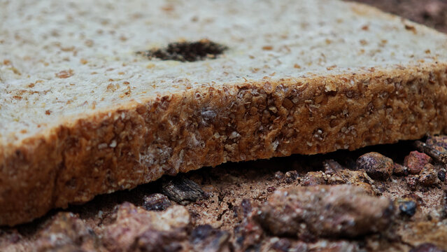 bread covered with mold. Stale bread covered with mold