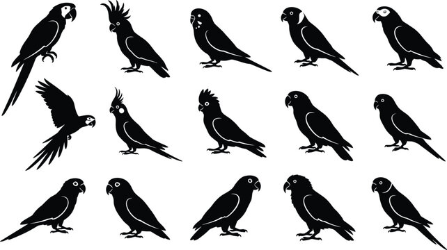 Black silhouette parrot various poses, white background, silhouettes birds