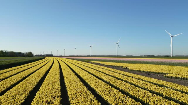 Beautiful drone footage of endless yellow tulip rows with modern wind turbines across the rural landscape of Flevoland, Netherlands in spring.