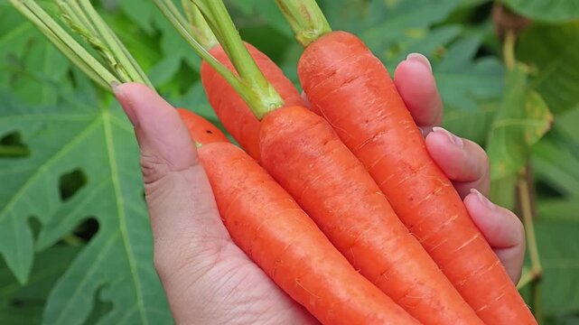 Fresh carrot in farmer hand.