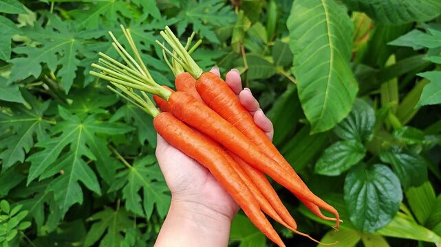 Fresh carrot in farmer hand.