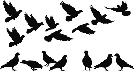 Black silhouettes of pigeons flying and standing, against a white background, birds © hr graphics