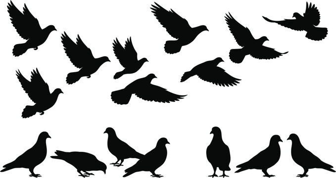 Black silhouettes of pigeons flying and standing, against a white background, birds