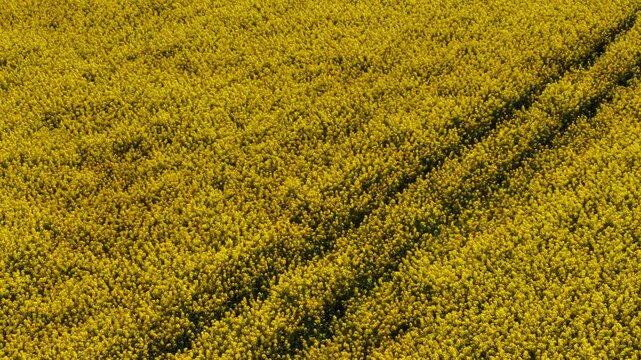 Canola blooming in golden rows across farming field. Rapeseed flowering in dense yellow pattern. Oilseed crop spreading uniformly over cultivated land. Agricultural plants thriving under spring
