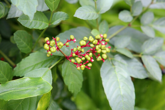 Close-up of Leea rubra featuring unique red stalks and fruit.