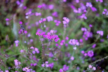 Fototapeta premium Purple and pink Verbena flowers blooming