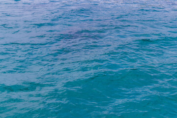 Obraz premium Close-up view of clear blue ocean water with soft waves and natural sunlight reflections. Abstract tropical sea texture background perfect for summer travel, relaxation, nature, and marine concepts.