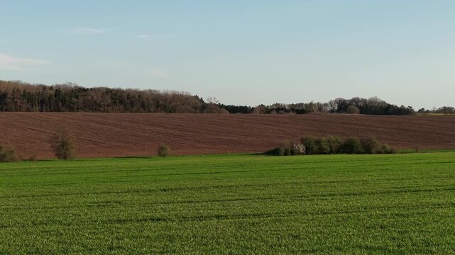 Barley field green crops covering farmland with plowed field and forest in background. Agricultural landscape combining cultivated soil and growing vegetation. Farming terrain with mixed fields and