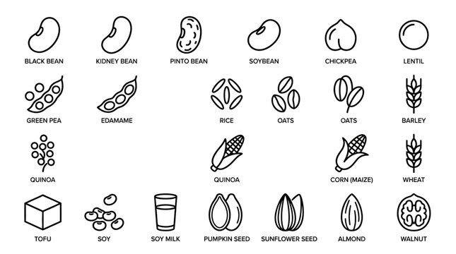 Collection of various bean, grain, seed, and nut icons with their names labeled below each illustration.