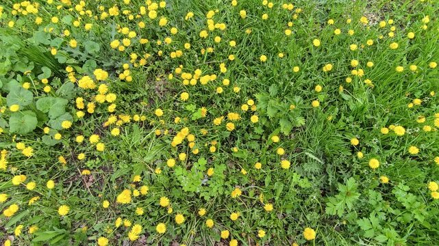 Dandelions Bloom iwith a bee,  Spring in a Sunny Park