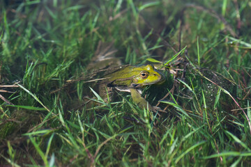 Obraz premium Green marsh frog sitting in clear water among green grass in a pond, wild nature and amphibian close-up.