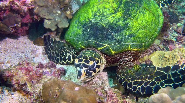 Close-up of a sea turtle swimming and feeding underwater. Exploration of the seabed, marine ecosystem, underwater nature, tropical fish. Underwater world and the life of its inhabitants. Diving.