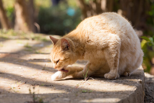 An orange tabby cat grooming itself in the sunlight in the Republic of Malta.