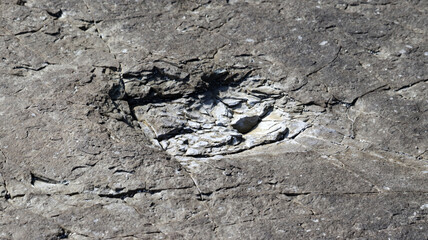 Fototapeta premium Prehistoric Dinosaur Footprint Imprint on Ancient Earth Surface with Cracked Rock Texture, Revealing Geological History and Ancient Records