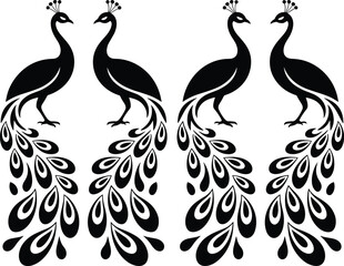 Fototapeta premium Four Black and White Peacock with Detailed Feathers