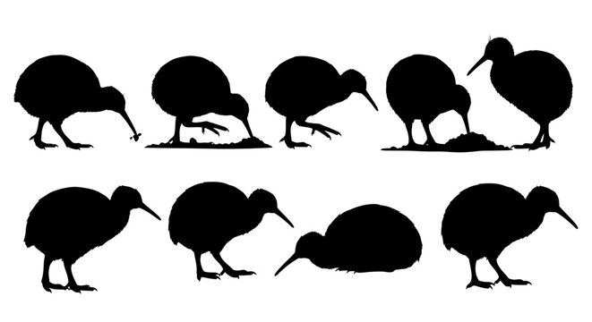A collection of seven kiwi silhouettes foraging and standing on ground in various poses.