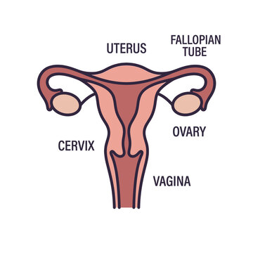 Anatomical illustration of the female reproductive system showing the uterus ovary fallopian tube cervix and vagina for medical education and health