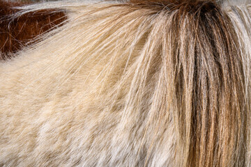 typische Mähne eines Shetlandpony, Nahaufnahme © URS.INHO
