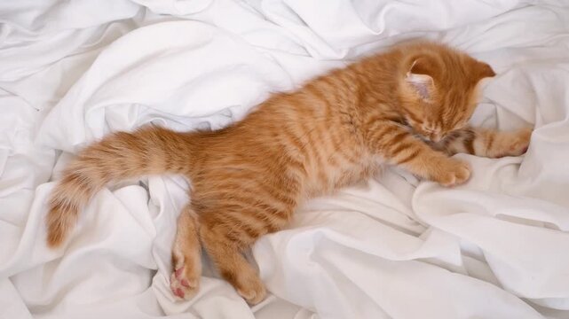 Fluffy tabby ginger kitten lying down in bedroom on white sheets, top view.