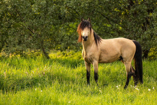 Buckskin Barb stallion standing on green pasture in warm evening light with natural woodland background