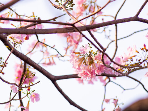 Delicate pink tabebuia trumpet flowers with ruffled petals and buds blooming on branch soft romantic spring blossom