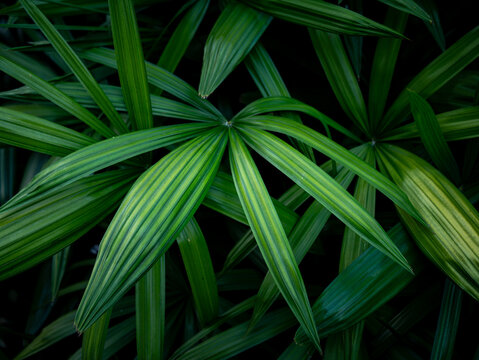 Dense green tropical foliage of Lady Palm leaves in nature garden, lush botanical background