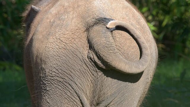 Rear View of Asian Elephant Showing Wrinkled Skin and Moving Tail