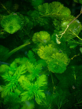Green aquatic hornwort Ceratophyllum water plant growing underwater in pond closeup macro nature aquarium freshwater plant