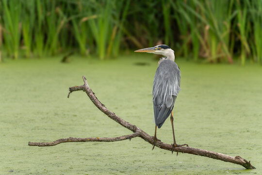 Grey heron Ardea cinerea standing on branch over green duckweed pond, reedmace behind, UK