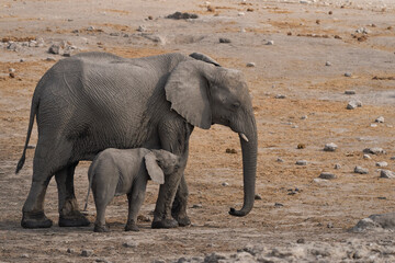 Fototapeta premium Female African Elephant (Loxodonta africana) with young calf at a waterhole in Etosha National Park, Namibia
